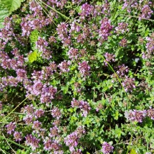 Photographie n°2327611 du taxon Thymus serpyllum L. [1753]