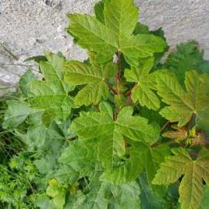 Photographie n°2327622 du taxon Acer pseudoplatanus L.