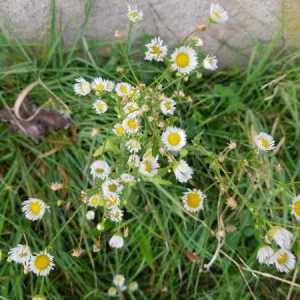 Photographie n°2327626 du taxon Erigeron annuus (L.) Desf.