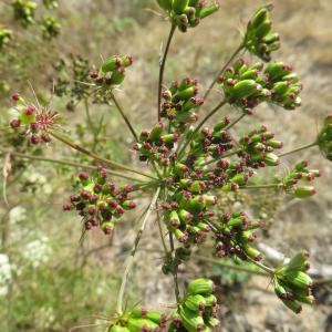 Photographie n°2327641 du taxon Peucedanum gallicum Latourr. [1785]