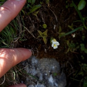 Photographie n°2327645 du taxon Pinguicula alpina L. [1753]