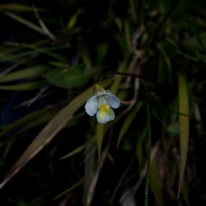 Photographie n°2327646 du taxon Pinguicula alpina L. [1753]