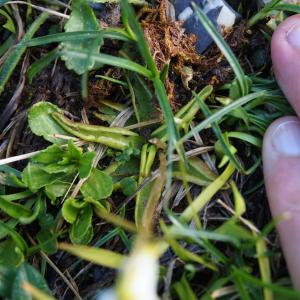 Photographie n°2327647 du taxon Pinguicula alpina L. [1753]