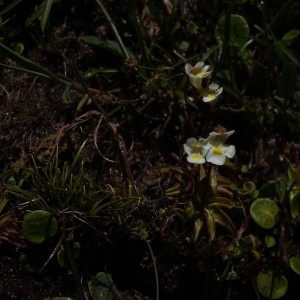 Photographie n°2327648 du taxon Pinguicula alpina L. [1753]