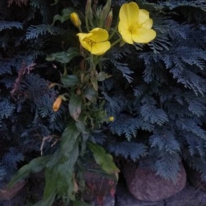 Photographie n°2327709 du taxon Oenothera biennis L. [1753]