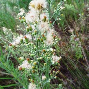 Photographie n°2327713 du taxon Erigeron canadensis L. [1753]