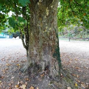 Photographie n°2327730 du taxon Platanus occidentalis L. [1753]