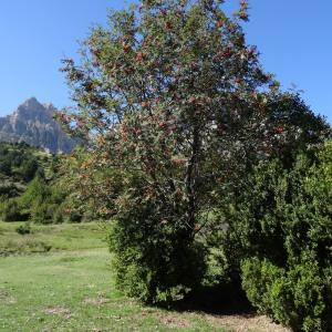 Photographie n°2327779 du taxon Sorbus aucuparia L. [1753]