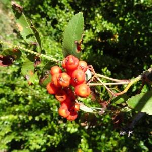 Photographie n°2327782 du taxon Sorbus aucuparia L. [1753]