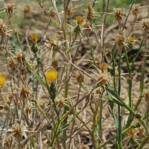 Photographie n°2327839 du taxon Centaurea solstitialis L. [1753]