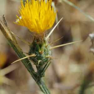 Photographie n°2327842 du taxon Centaurea solstitialis L. [1753]