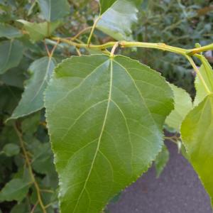 Photographie n°2328009 du taxon Populus L.