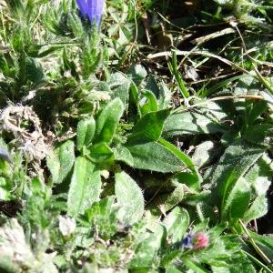 Photographie n°2328051 du taxon Echium vulgare L. [1753]