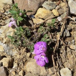 Photographie n°2328071 du taxon Galeopsis ladanum L. [1753]