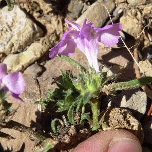 Photographie n°2328073 du taxon Galeopsis ladanum L. [1753]