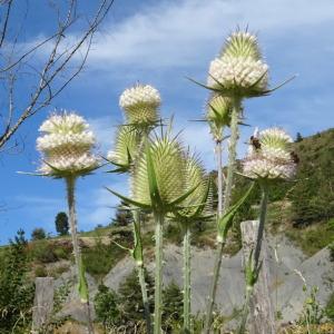 Photographie n°2328094 du taxon Dipsacus laciniatus L. [1753]