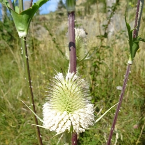 Photographie n°2328095 du taxon Dipsacus laciniatus L. [1753]