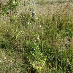 Photographie n°2328096 du taxon Dipsacus laciniatus L. [1753]