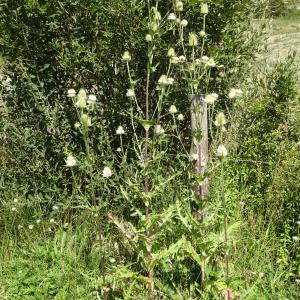 Photographie n°2328097 du taxon Dipsacus laciniatus L. [1753]