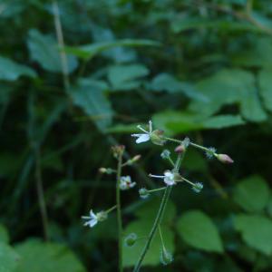 Photographie n°2328136 du taxon Circaea lutetiana L.