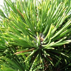 Photographie n°2328150 du taxon Pinus mugo subsp. uncinata (Ramond ex DC.) Domin [1936]