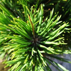 Photographie n°2328151 du taxon Pinus mugo subsp. uncinata (Ramond ex DC.) Domin [1936]