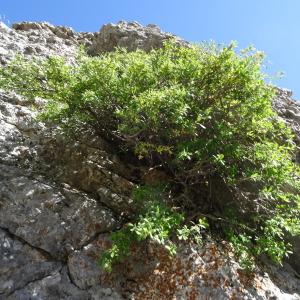 Photographie n°2328152 du taxon Lonicera pyrenaica subsp. pyrenaica 