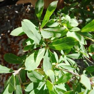 Photographie n°2328154 du taxon Lonicera pyrenaica subsp. pyrenaica 