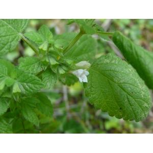 Melissa officinalis L. subsp. officinalis (Mélisse officinale)