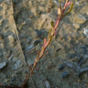 Photographie n°2328200 du taxon Euphorbia L. [1753]