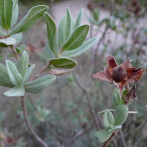 Photographie n°2328206 du taxon Cistus albidus L. [1753]