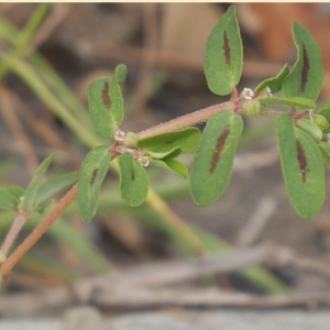 Photographie n°2328214 du taxon Euphorbia maculata L.