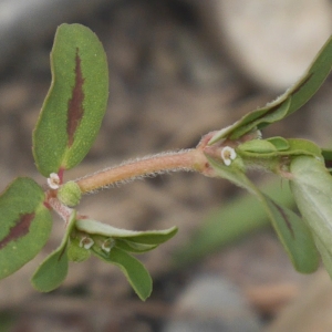 Photographie n°2328215 du taxon Euphorbia maculata L.