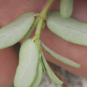 Photographie n°2328217 du taxon Euphorbia maculata L.