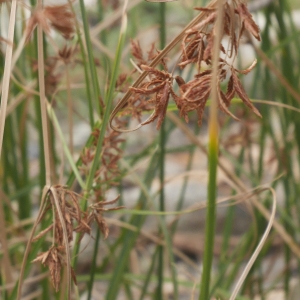 Photographie n°2328220 du taxon Cyperus longus L. [1753]