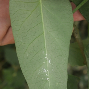 Photographie n°2328225 du taxon Araujia sericifera Brot. [1818]