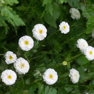 Photographie n°2328232 du taxon Tanacetum parthenium var. parthenium 