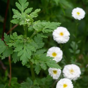 Photographie n°2328233 du taxon Tanacetum parthenium var. parthenium 