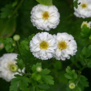  - Tanacetum parthenium var. parthenium 