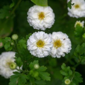  - Tanacetum parthenium var. parthenium 