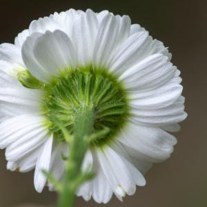 Photographie n°2328236 du taxon Tanacetum parthenium var. parthenium 