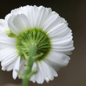 Photographie n°2328237 du taxon Tanacetum parthenium var. parthenium 