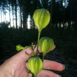 Photographie n°2328238 du taxon Lilium martagon L. [1753]