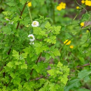  - Tanacetum parthenium var. parthenium 