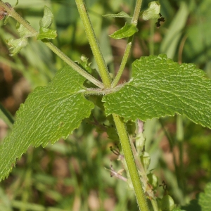 Photographie n°2328242 du taxon Teucrium scorodonia L.