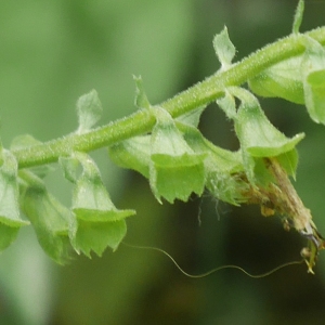 Photographie n°2328246 du taxon Teucrium scorodonia L.