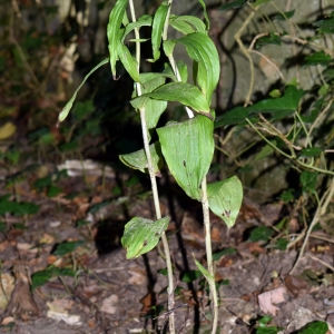 Photographie n°2328251 du taxon Epipactis helleborine (L.) Crantz [1769]