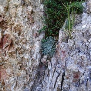 Photographie n°2328272 du taxon Saxifraga longifolia Lapeyr. [1801]