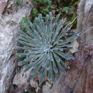 Photographie n°2328273 du taxon Saxifraga longifolia Lapeyr. [1801]