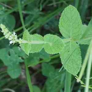 Photographie n°2328291 du taxon Mentha suaveolens Ehrh. [1792]